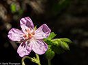 %_tempFileName2014-06-28_01_RMNP_Gem_Lake-6281342%