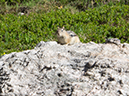 %_tempFileName2014-06-30_01_RMNP_Emerald_Lake-6301462%