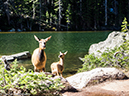 %_tempFileName2014-06-30_01_RMNP_Emerald_Lake-6301470%