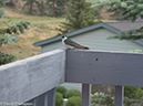 %_tempFileName2014-07-01_01_Estes_Park_Porch-7011488%