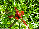 %_tempFileName2014-07-02_01_RMNP_Lawn_Lake_Backpack-7021495%