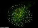 %_tempFileName2014-07-04_01_Estes_Park_July_4-7041627%