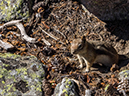 %_tempFileName2014-07-05_01_RMNP_Twin_Sisters-7051643%