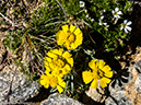 %_tempFileName2014-07-05_01_RMNP_Twin_Sisters-7051647%