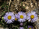 %_tempFileName2014-07-05_01_RMNP_Twin_Sisters-7051662%