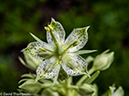 %_tempFileName2014-07-31_01_RMNP_Gem_Lake_Balanced_Rock-7311239%