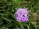 %_tempFileName2014-07-31_01_RMNP_Gem_Lake_Balanced_Rock-7311254%