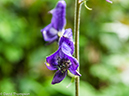 %_tempFileName2014-08-01_01_RMNP_Black_Lake-8011280%