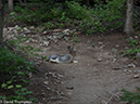 %_tempFileName2014-08-09_01_RMNP_Bluebird_Lake-8091361%