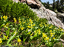 %_tempFileName2014-08-09_01_RMNP_Bluebird_Lake-8091393%