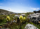 %_tempFileName2014-08-15_01_Indian_Peaks_Wilderness_Niwot_Ridge-8151434%