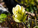 %_tempFileName2014-08-15_01_Indian_Peaks_Wilderness_Niwot_Ridge-8151435%