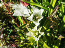 %_tempFileName2014-08-15_01_Indian_Peaks_Wilderness_Niwot_Ridge-8151455%