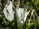 %_tempFileName2014-08-15_01_Indian_Peaks_Wilderness_Niwot_Ridge-8151457%