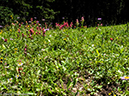 %_tempFileName2014-08-15_01_Indian_Peaks_Wilderness_Niwot_Ridge-8151473%