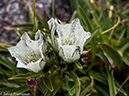 %_tempFileName2014-08-17_01_Georgetown_Grays_and_Torreys_Peaks-8171517%