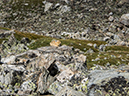 %_tempFileName2014-08-17_01_Georgetown_Grays_and_Torreys_Peaks-8171519%
