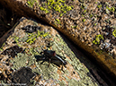 %_tempFileName2014-08-18_01_Leadville_Mount_Elbert-8181540%