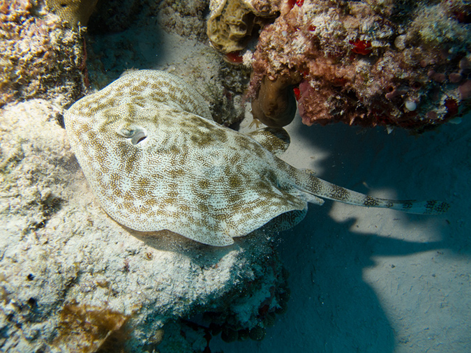 2011-12-04 Tormentos Reef (1)