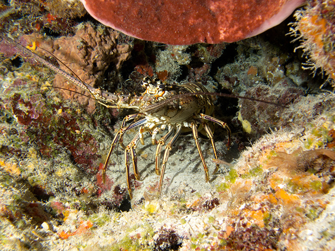 2011-12-07 Chanknaab Reef (14)
