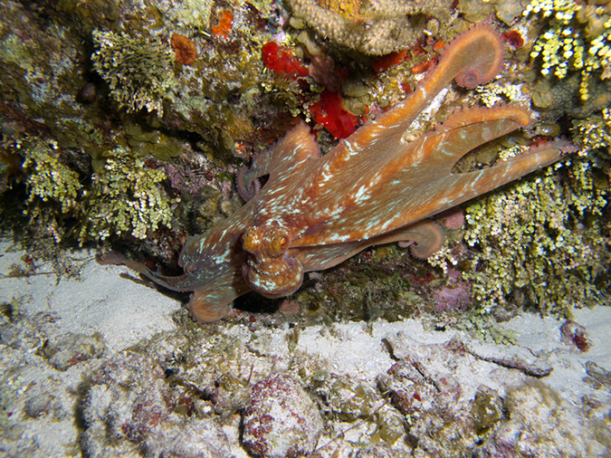 2011-12-05 Paradise Reef (5)