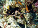 2011-12-06 Paso cel Cedral Reef (16)