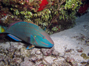 2011-12-05 Paradise Reef (6)