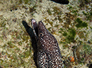 2011-12-03 Paradise Reef (2)