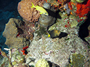 2011-12-03 Paradise Reef (8)