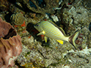 2011-12-03 Paradise Reef (4)