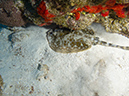 2011-12-03 Paradise Reef (3)