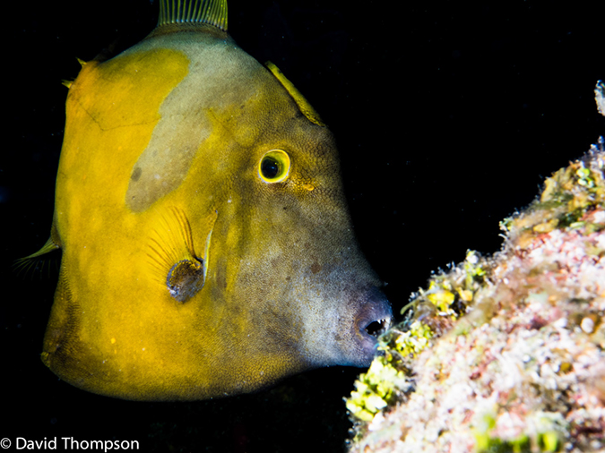 %_tempFileName2014-07-20_03_Chankanaab_Reef-7200938-Edit%