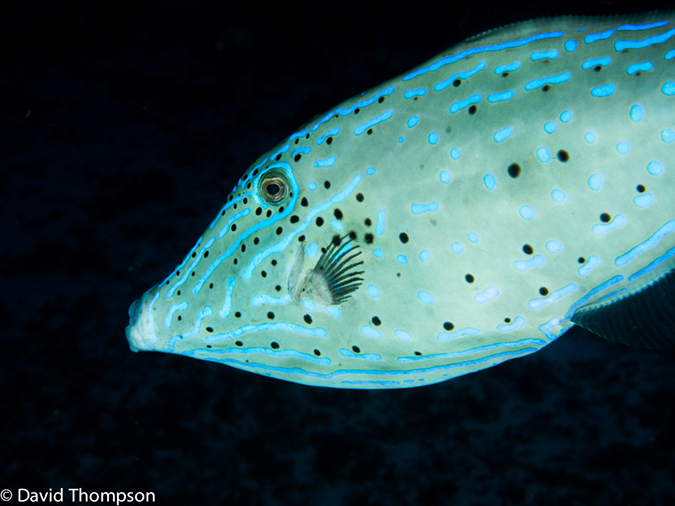 %_tempFileName2014-07-21_02_Yucab_Reef-7210603%