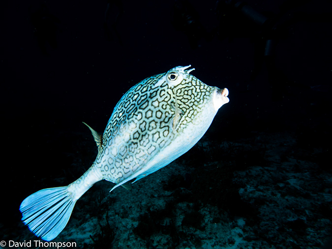 %_tempFileName2014-07-21_04_Paso_del_Cedral_Reef--7210664-Edit%