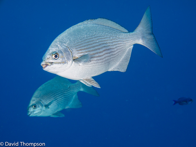 %_tempFileName2014-07-24_03_Tormentos-Chankanaab_Reef-7241198%