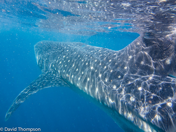 %_tempFileName2014-07-25_02_Isla_Mujeres_Whale%20Shark--3%