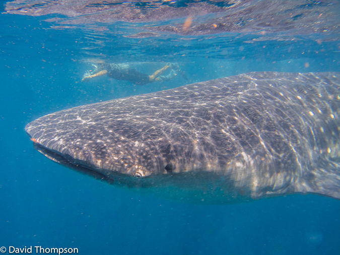 %_tempFileName2014-07-25_02_Isla_Mujeres_Whale%20Shark-%