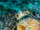 %_tempFileName2014-07-21_04_Paso_del_Cedral_Reef--7210662%