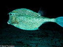 %_tempFileName2014-07-23_03_Paradise_Reef_Night-7230760%