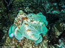 %_tempFileName2014-07-23_03_Paradise_Reef_Night-7230796%