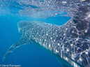 %_tempFileName2014-07-25_02_Isla_Mujeres_Whale%20Shark--3%