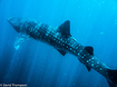 %_tempFileName2014-07-25_02_Isla_Mujeres_Whale%20Shark--4%