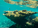 %_tempFileName2014-07-25_04_Isla_Mujeres_Snorkeling-7250839%