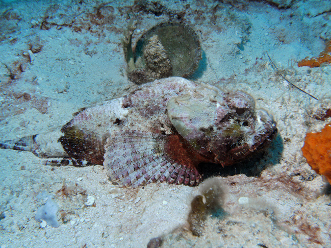 Spotted Scorpion FIsh