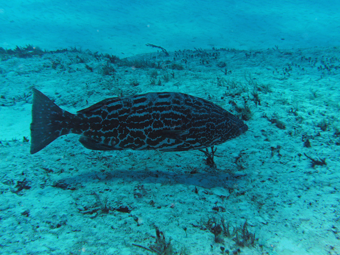 Grouper (5)