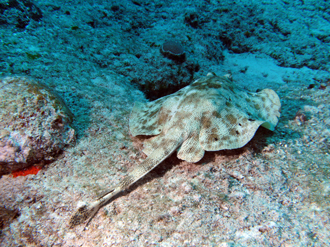 Stingray Yellow