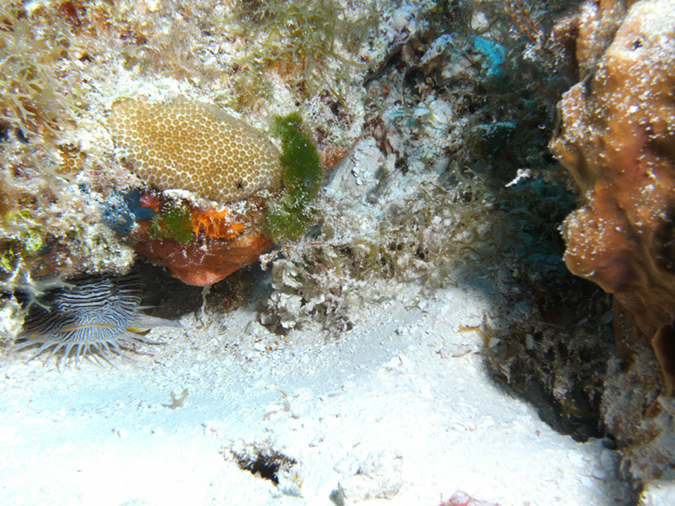 Splended Toadfish