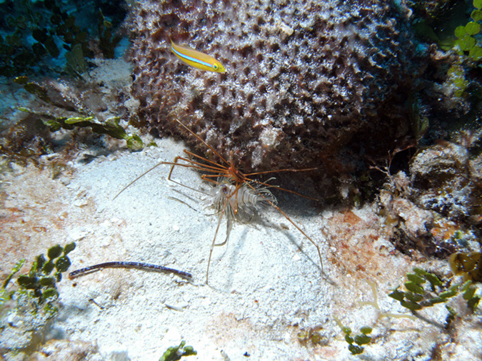 Crab Arrow (eating Lion Fish)