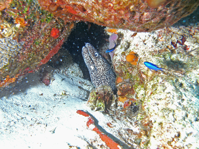 Eel Spotted (5)