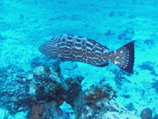 Grouper 1